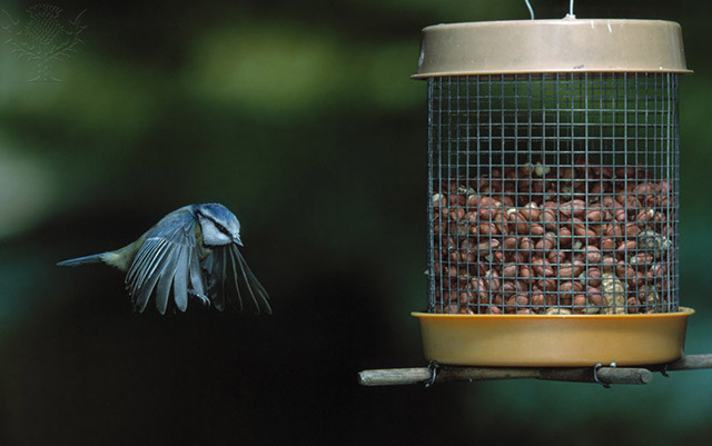 Feeder with Blue Bird