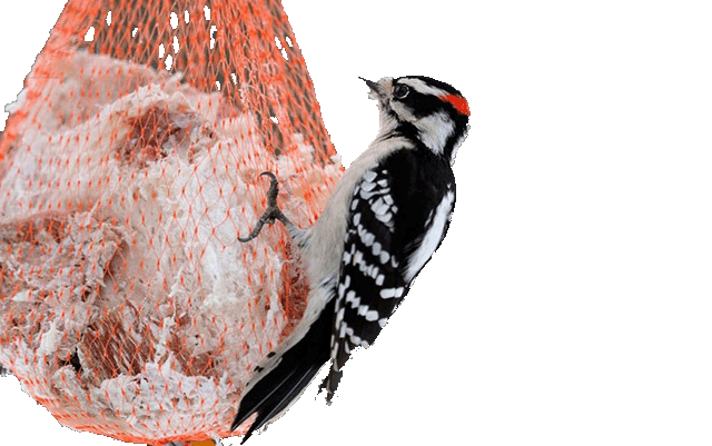 Suet and Woodpecker